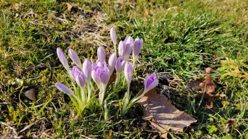 Crocuses on Norwich Ave March 2024