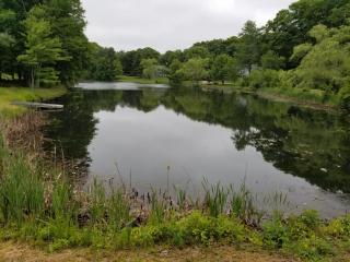 Beech Place Pond