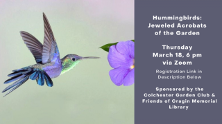 Hummingbirds: Jeweled Acrobats of the Garden