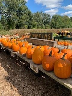 Photo of Pumpkins from Savisky Farm