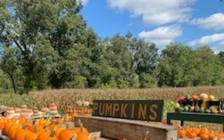 Photo of Pumpkins from Savisky Farm
